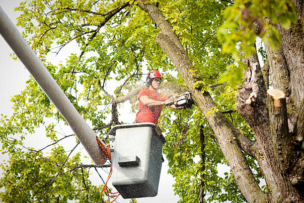 Best Leaf Removal  in Coldspring, TX