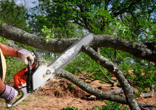Best Seasonal Cleanup (Spring/Fall)  in Coldspring, TX